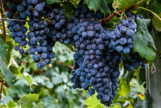 Вкусное виноградное вино простой рецепт приготовления в домашних условиях